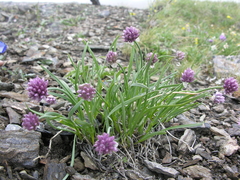 Allium pumilum