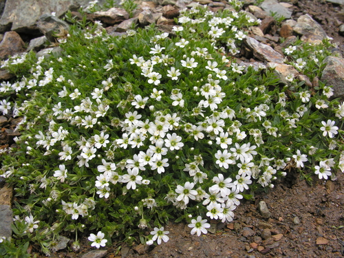 Martyanov's stitchwort (Mesostemma martjanovii)