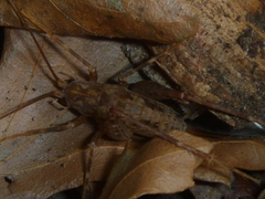 Pleioplectron simplex