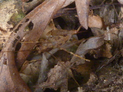 Pleioplectron simplex