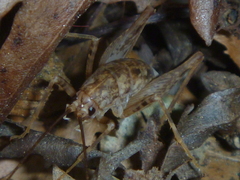 Pleioplectron simplex