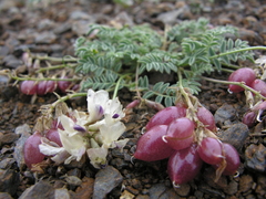 Astragalus tschujensis