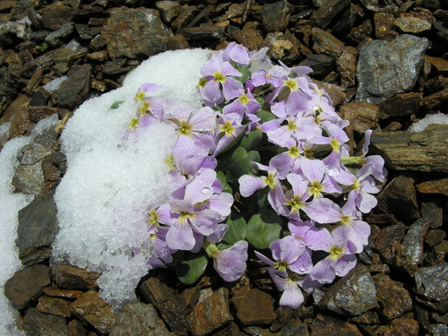 Leiospora exscapa