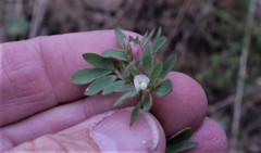 Acmispon denticulatus