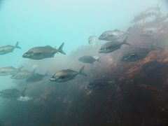 Latridopsis ciliaris