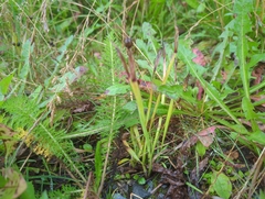 Sisyrinchium littorale, photograph (c) Matt Muir, some rights reserved (CC BY)