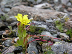 Saxifraga macrocalyx