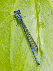 Argia medullaris