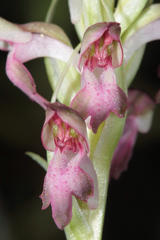 Anacamptis coriophora