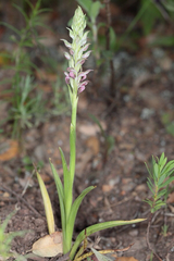 Anacamptis coriophora