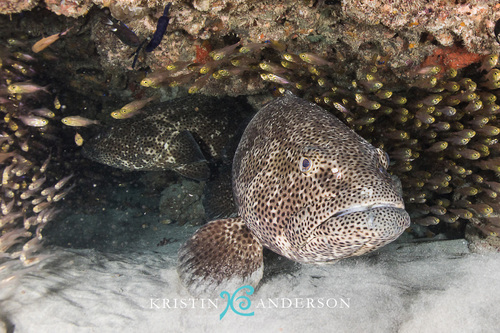 Malabar Grouper