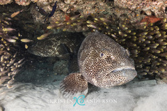 Epinephelus malabaricus