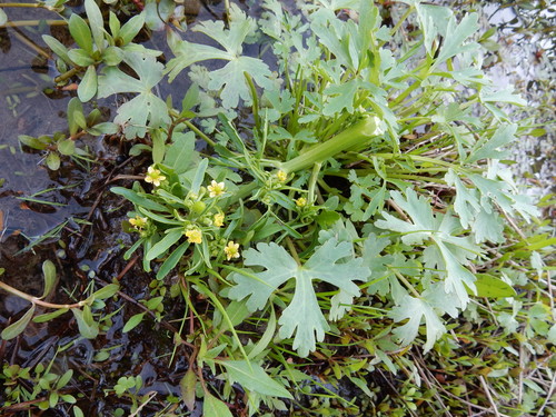 Ranunculus sceleratus var. sceleratus