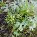 Ranunculus sceleratus sceleratus - Photo (c) Bob O'Kennon,  זכויות יוצרים חלקיות (CC BY-NC), הועלה על ידי Bob O'Kennon