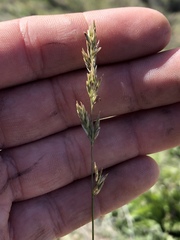 Melica imperfecta