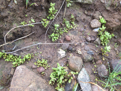 Dudleya blochmaniae blochmaniae
