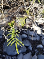 Senegalia berlandieri