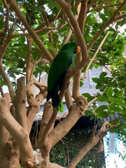 Psittaculidae