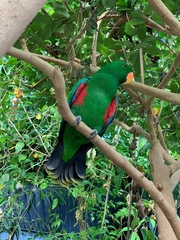 Psittaculidae