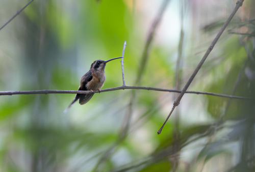 Black-throated Hermit (Phaethornis atrimentalis), photo 2