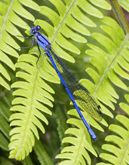 Argia medullaris
