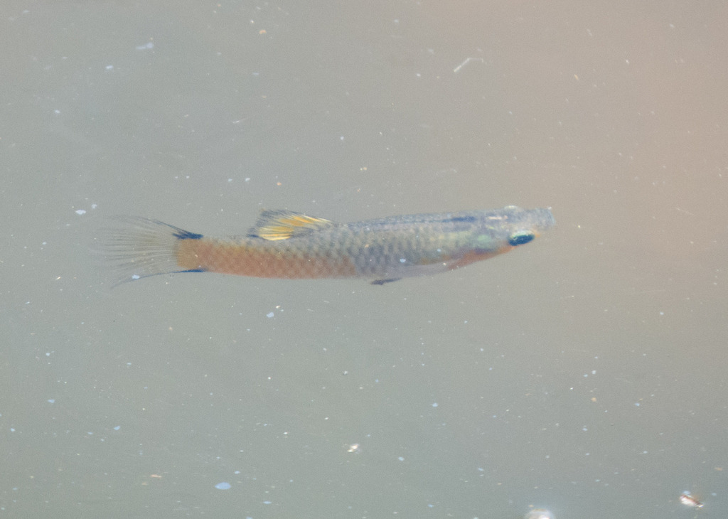 Eye spot toothcarp (Poecilia vivipara) — Poeciliidae