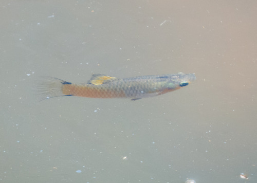 Eye spot toothcarp (Poecilia vivipara) — Poeciliidae
