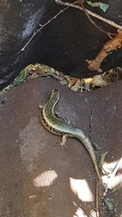 Oligosoma kokowai