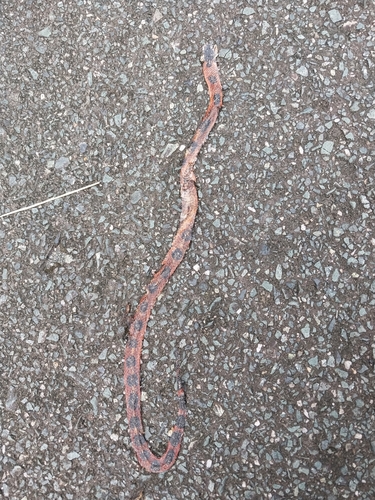 Tobago false coral snake