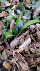 Scilla siberica