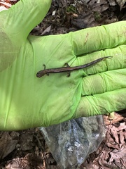 Plethodon cinereus image