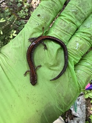 Plethodon cinereus image