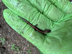 Plethodon cinereus image
