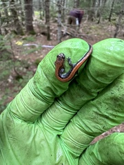 Plethodon cinereus image