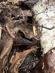 Plethodon cinereus image