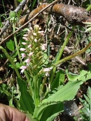 Galearis camtschatica