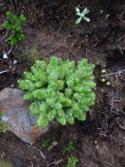 Dudleya blochmaniae blochmaniae