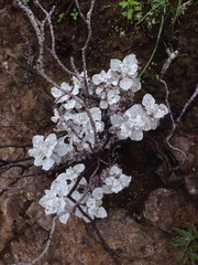 Eriogonum crocatum