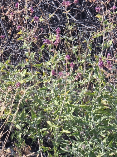 Image of Salvia canariensis by (c) Vítor Jorge, some rights reserved (CC BY)