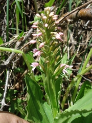 Galearis camtschatica