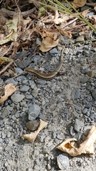 Oligosoma kokowai