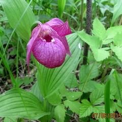 Cypripedium macranthos