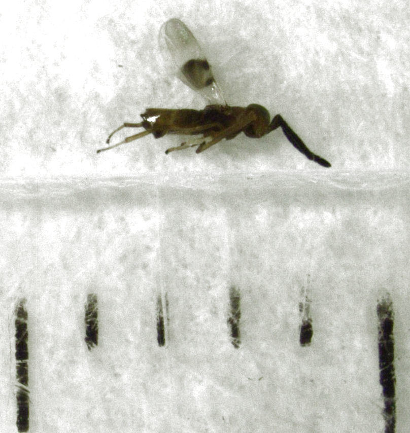 Anagyrus regis