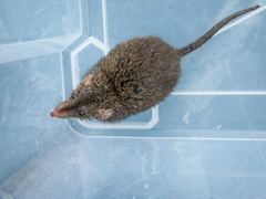 Antechinus agilis