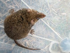 Antechinus agilis