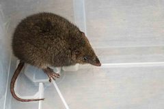 Antechinus agilis