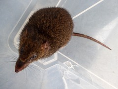 Antechinus mimetes