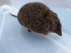 Antechinus
