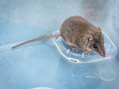 Antechinus agilis