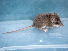 Antechinus agilis
